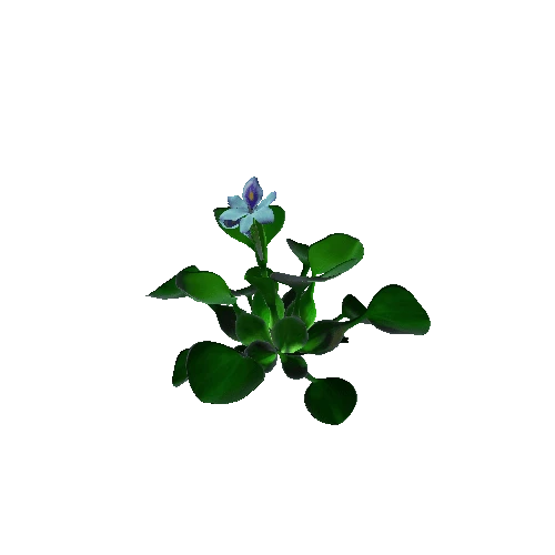 Flower Eichhornia crassipes5. 2